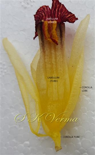 Corolla and Labellum